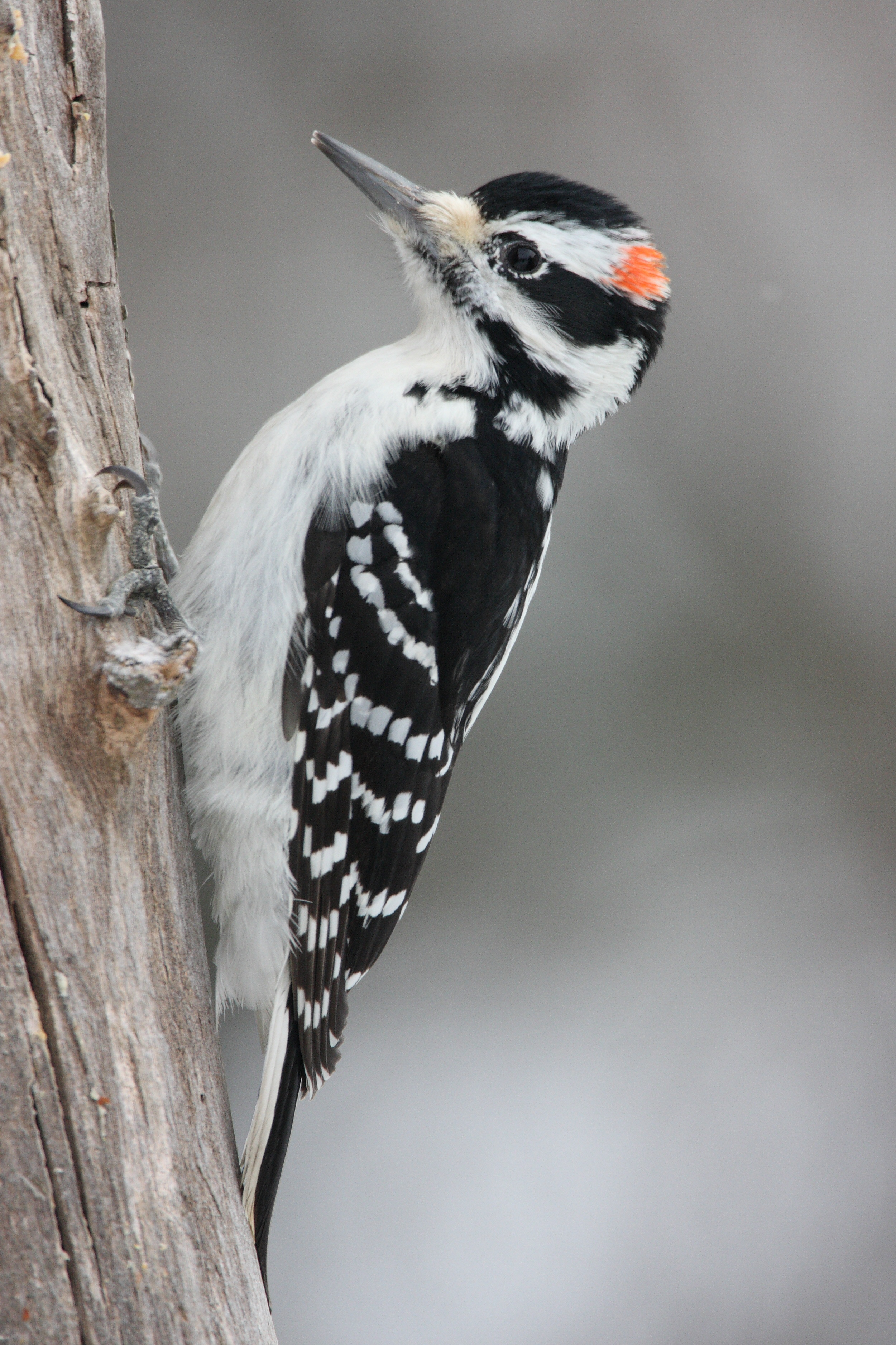 What is a good woodpecker deterrent?